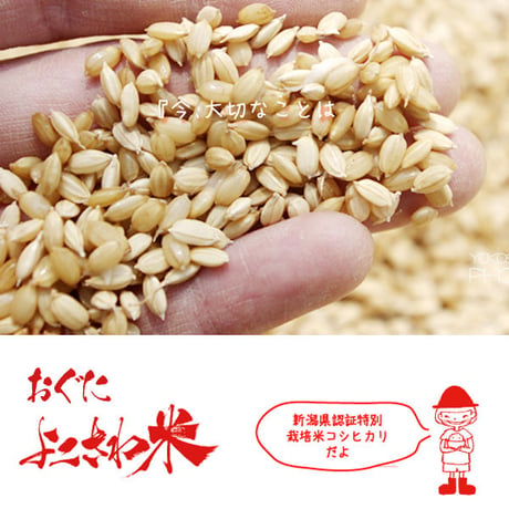 [新潟米 令和5年産] 小国横沢産コシヒカリ 5kg [よこさわ米] 特別栽培米シリーズ