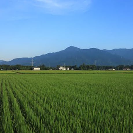 [新潟米 令和5年産] 新潟県産 つきあかり 5kg  [艶々の大粒米] 厳選産地米シリーズ