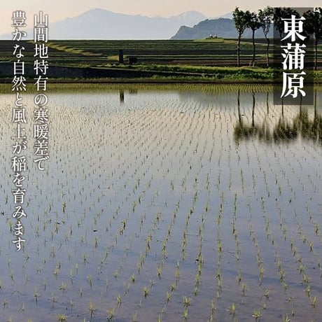 [新潟米 令和6年産] 新潟米探訪 越後紀行 四作二十米 人気産地米食べくらべギフト 無洗米 2.7～6kg (300g×9個 12個 16個 20個) 真空キューブパック