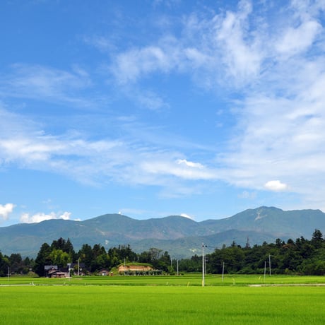 [新潟米 令和6年産] 新潟米黄金もち米 新潟県産 黄金もち米 100% 餅米 もちごめ こがねもち おもち 正月