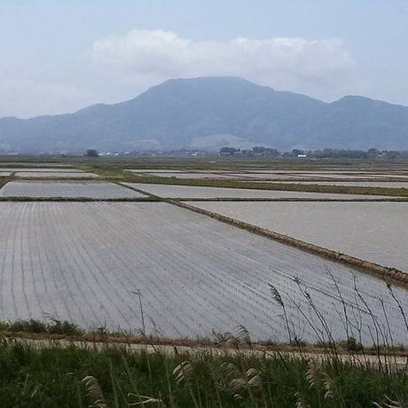 [新潟米 令和5年産] 新潟産コシヒカリ 低温循環精米 [やさし精米] 厳選産地米シリーズ