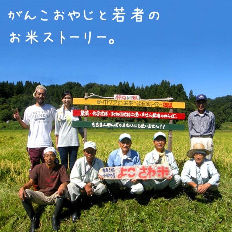 新潟米 令和5年産] 小国横沢産コシヒカリ 5kg [よこさわ米] 特別