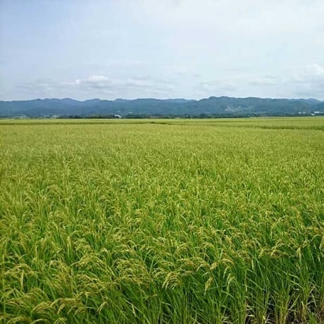 [新潟米 令和6年産] 無洗米 新潟 佐渡産コシヒカリ 島の無洗米