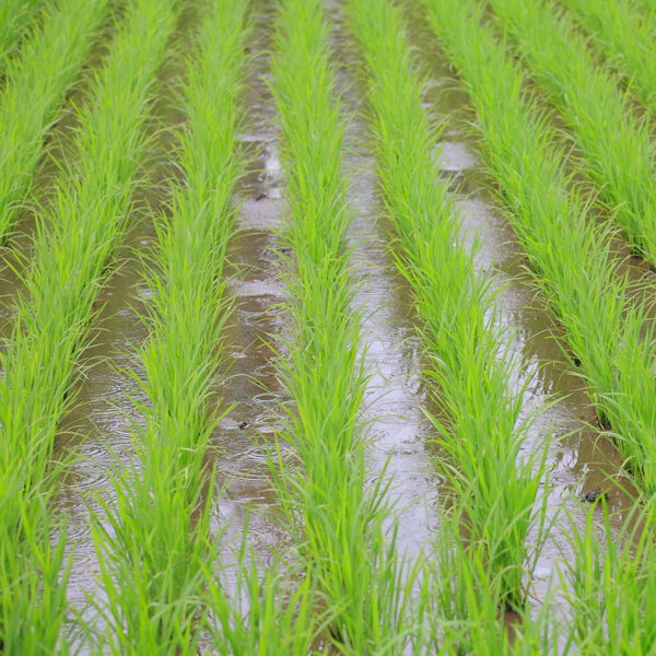 新米 令和7年産] 金ぼんぼり 新潟産コシヒカリ 精白米 | お米のひろば