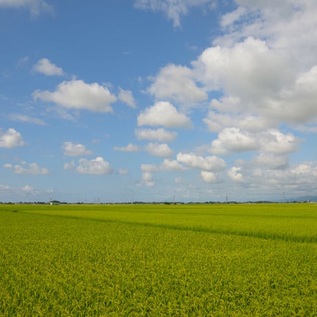 [新潟米 令和5年産] 新潟産 コシヒカリ 無洗米 5kg [NTWP製法] 新潟無洗米シリーズ