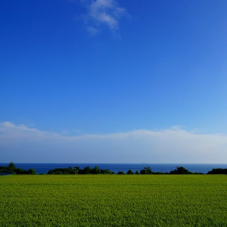 [新潟米 令和4年産] 佐渡産コシヒカリ 5kg [島そだち] 厳選産地米シリーズ