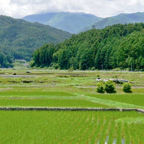[新米 令和5年産] 無洗米 福井県産 いちほまれ 5kg ピロータイプ平袋入 日本全国銘米シリーズ