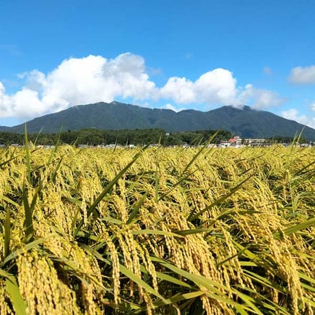 [新潟米 令和5年産] 新潟西蒲原 弥彦産コシヒカリ 弥彌彦様の米 白米 厳選産地米