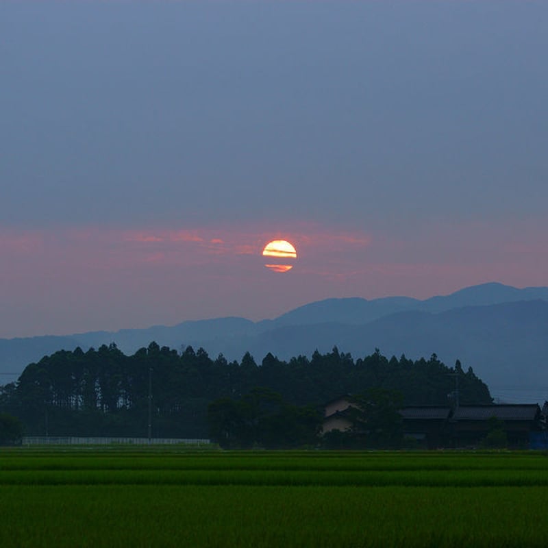 新潟米 令和5年産] 新潟県産 つきあかり 5kg [艶々の大粒米
