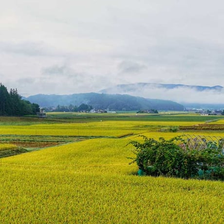[岩手米 令和5年産] 無洗米 岩手県産 銀河のしずく ピロータイプ平袋入 日本全国銘米シリーズ