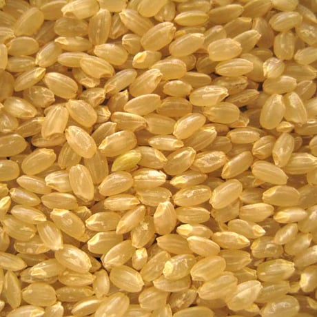 [新米 令和5年産] 新潟産コシヒカリ 玄米 5kg [にいがた美人玄米] 玄米雑穀米シリーズ