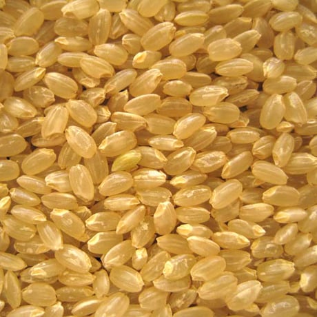 [新潟米 令和6年産] 新潟産コシヒカリ 玄米 5kg [にいがた美人玄米] 玄米雑穀米シリーズ