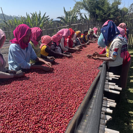 Ethiopia -Dawn Ridge-