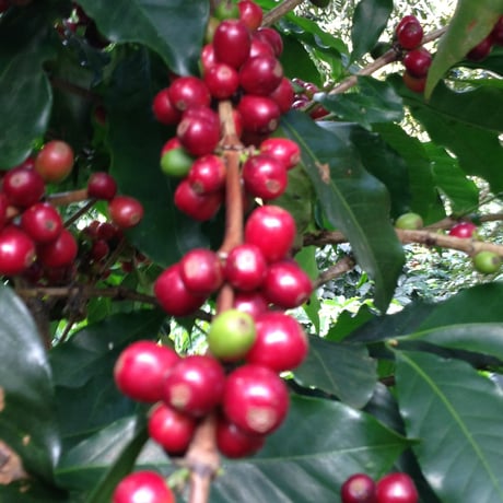Colombia -Dappled Rest-
