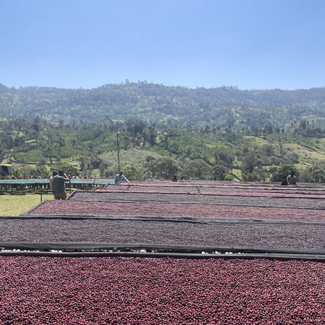 Ethiopia -Dawn Ridge-
