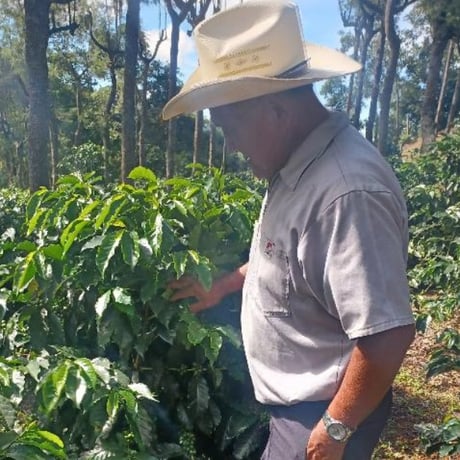 Guatemala -Misty Summit-
