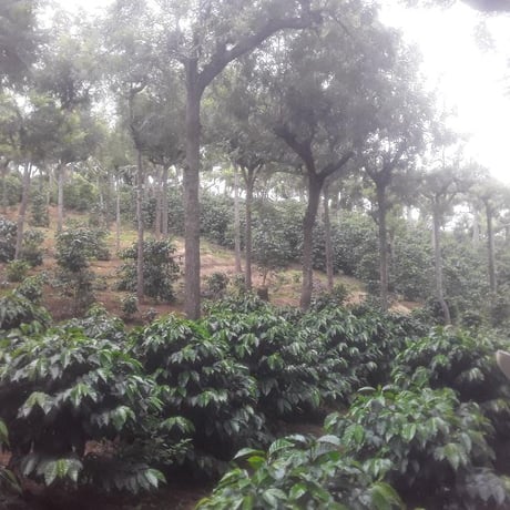 Guatemala -Misty Summit-