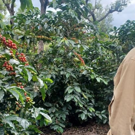 Guatemala -Misty Summit-