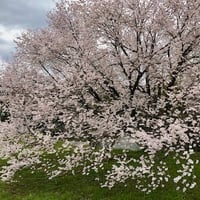 シーズン５／１5話「さくら」2025年4月3日