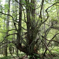 シーズン４／１３話「マツ科 ④ 〜 荒野に生きる木・カラマツ、滅びゆく木？トガサワラ 〜 」2024年3月7日
