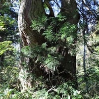 シーズン５／５話「立山 １ 〜 巨大瀑布と巨杉の原始林 〜」2024年11月7日