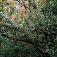 シーズン５／１３話「質実剛健なる森のジャイアンツ・樫たち ②」2025年3月6日