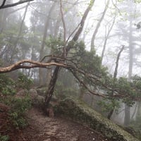 シーズン５／１４話「ツツジ ② 〜 すごいぞ御三家！！！秋田の火山帯から沖縄のリゾートまで 〜」2025年3月20日
