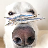 FDきびなご