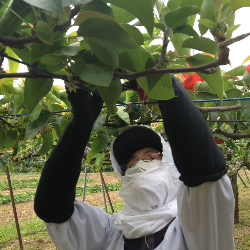 完売 ありがとうございました 2023年加賀梨【幸水】5キロ箱入り