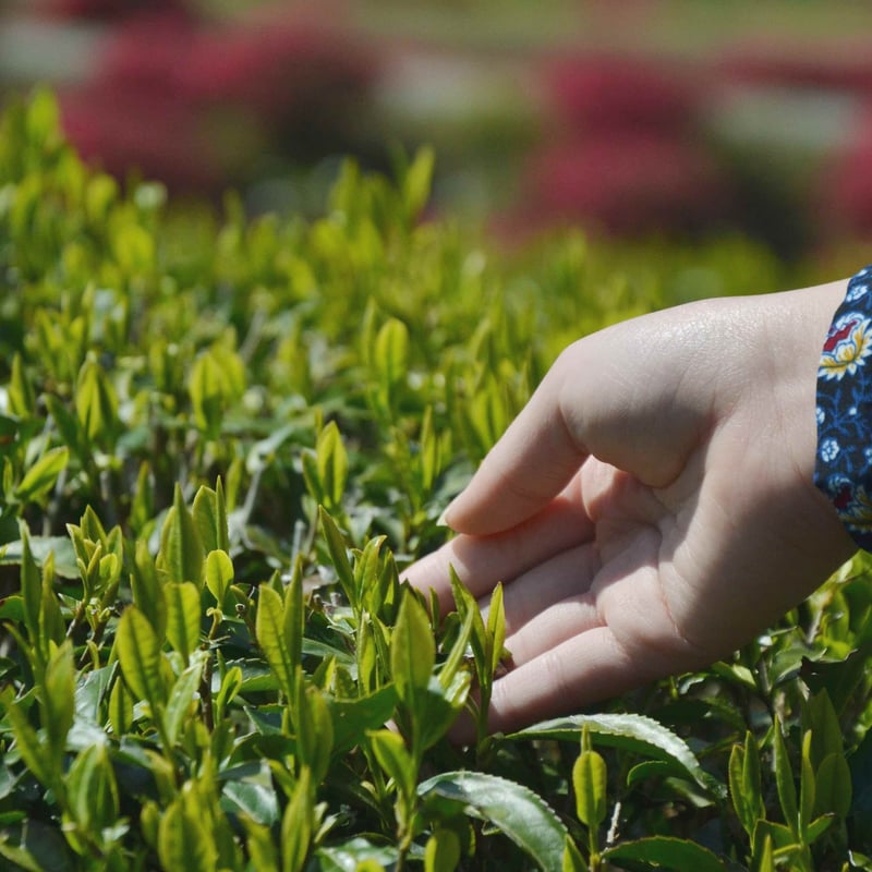 【セット】GIFT　紅玉いづき fit=scale-down,w=1200