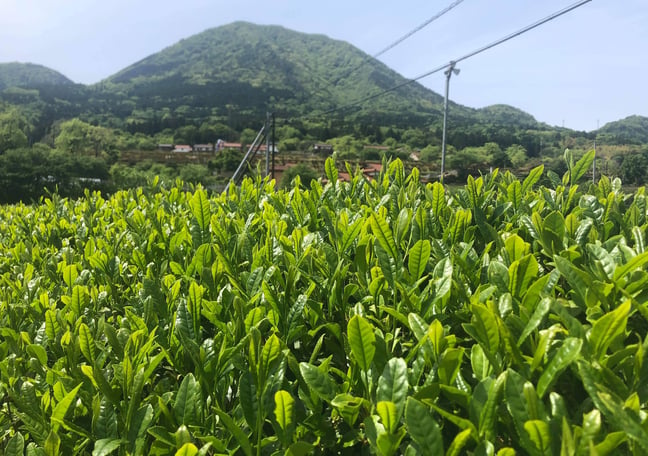 ち*ん様 茶道具 青彩市松縞文 火入 茶道具 火入（ひいれ） 火入 四方
