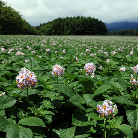 【１０月上旬頃より順次発送予定】２箱セット　令和8年産　今金男しゃく（Ｌサイズ１０ｋｇ・ＬＭサイズ１０ｋｇ）