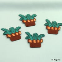 Ecusson « Plante Crassula »