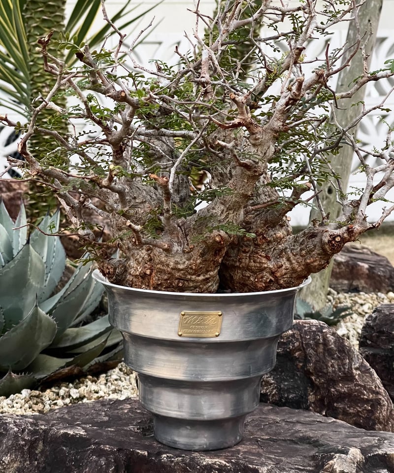 MASSES マシス TYPE8 【Cliff】Aluminum Sサイズ TYPE8 【Cliff】Aluminum | MASSES OFFICIAL ONLINE