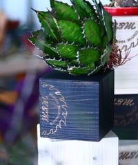 TYPE5 【Conch】Aluminum | MASSES OFFICIAL ONLINE