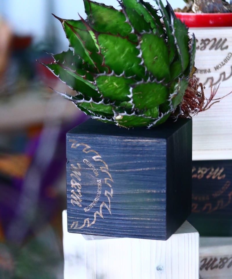 MASSES×M&M Mulch Box 芽の巣山 MASSES×M&M Mulch Box 芽の巣山