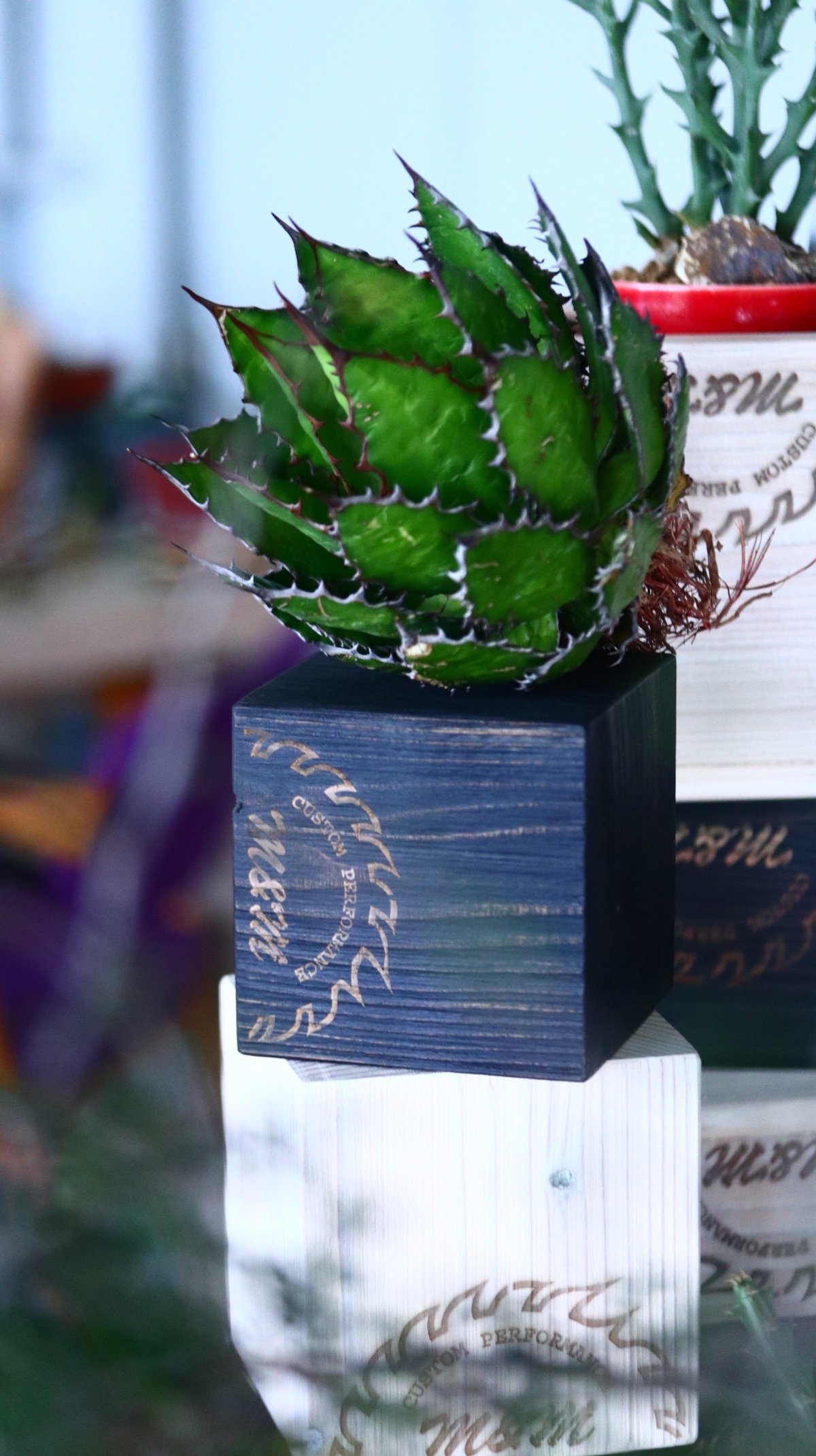 MASSES×M&M Mulch Box 芽の巣山 MULCH CUBE MASSES×M&M CUSTOM | MASSES OFFICIAL