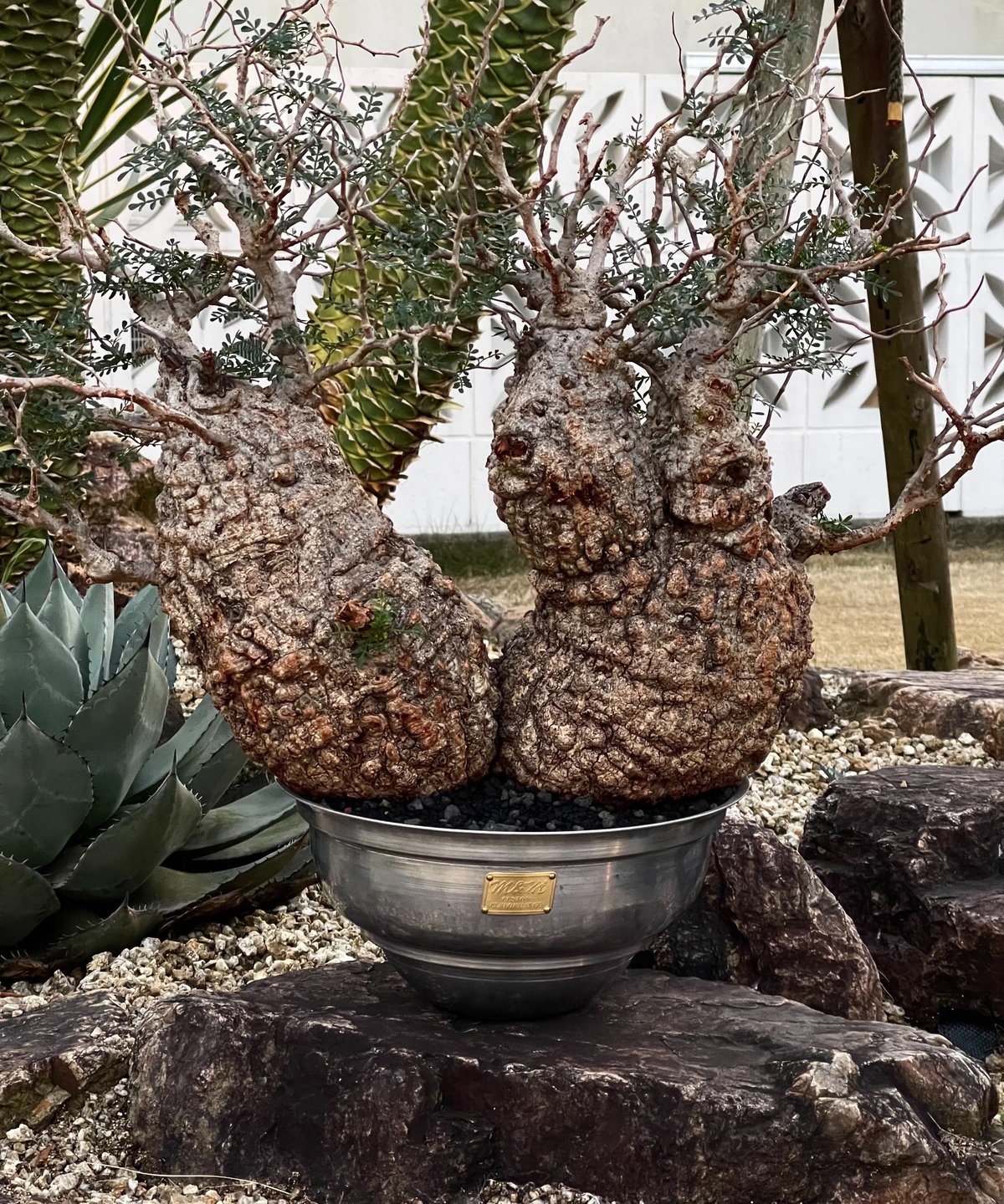 M&M MASSES 鉢　TYPE7【UFO】Aluminum M&M MASSES 植木鉢 高さ8㎝ type₋7 UFO マシス 鉢 - メルカリ
