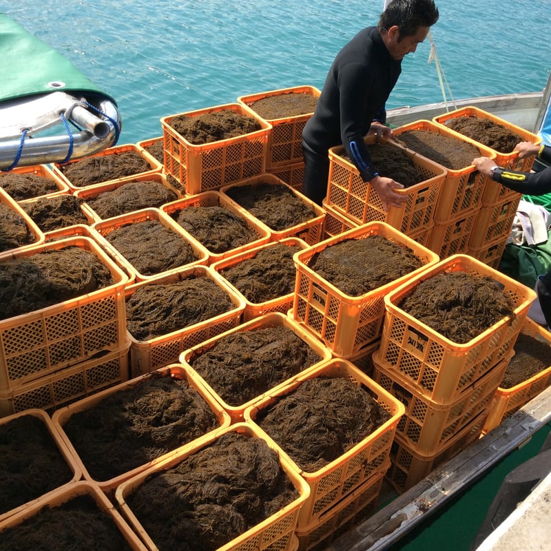 もずくさま専用 セール開催中！】ヌメリたっぷり！幻の石垣島産天然もずく【選べる袋