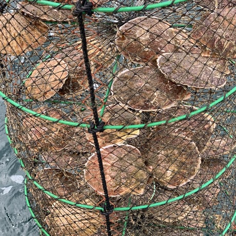 宮城県産　冷凍帆立貝柱500g