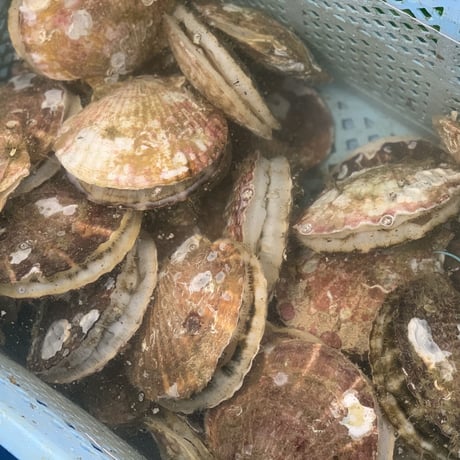 宮城県産　冷凍帆立貝柱500g