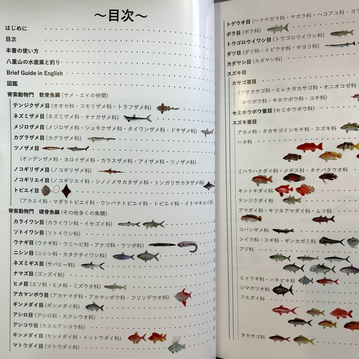 沖縄さかな図鑑 下瀬環 | 市場の古本屋ウララ 通信販売部 沖縄さかな図鑑 下瀬環 | 市場の古本屋ウララ 通信販売部