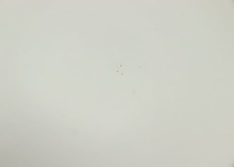 明治前期色絵高砂図通り物蒸茶碗
