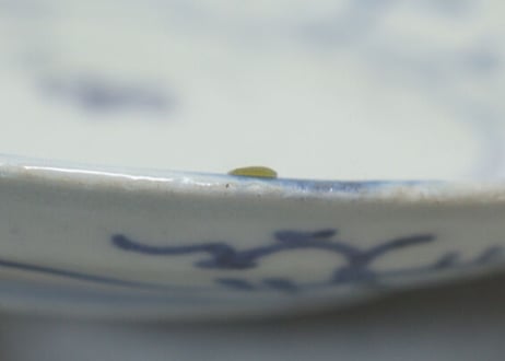 江戸中期染付二方に菊図6寸皿 ムシクイ,フリモノ