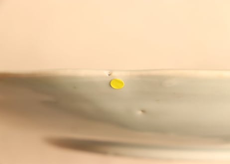 江戸幕末染付椿に鳥図尺皿 小ホツ