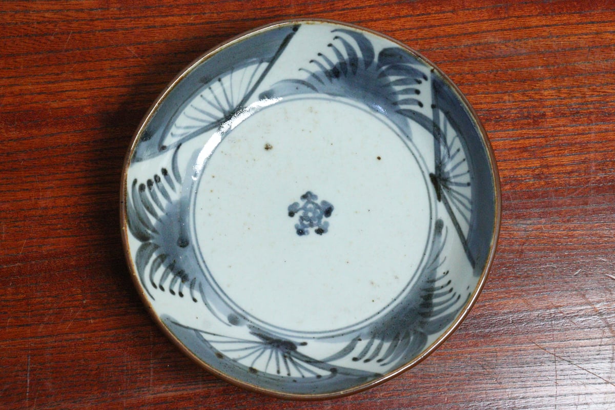 超良型グラキリス パキポディウムグラキリス現地球 発根済み まん丸