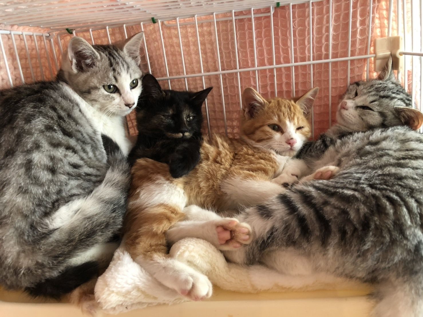 福生ネコサポとは