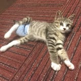 福生ネコサポ