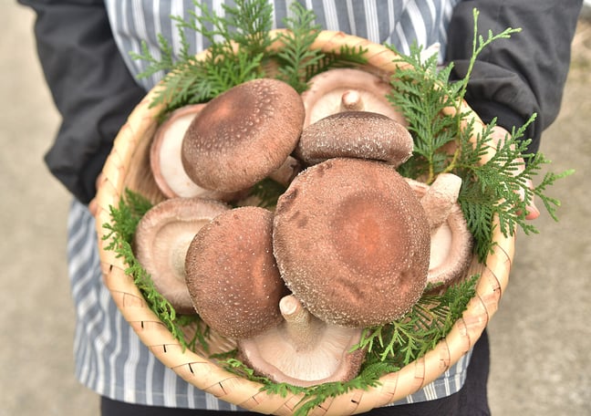 田村きのこ園公式ショップ