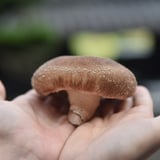 田村きのこ園公式ショップ